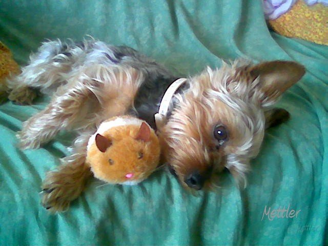 chico3.jpg