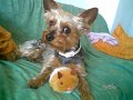 chico