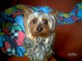 chico11