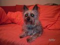 chico12