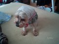 chico2