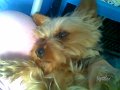 chico6