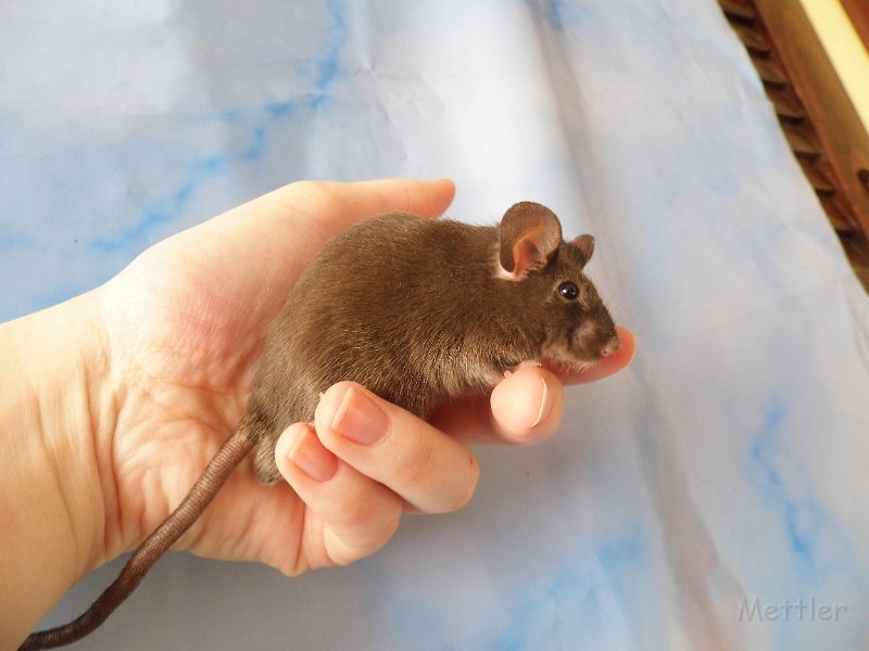 florekhalmaus.JPG - FLOREK Halmaus